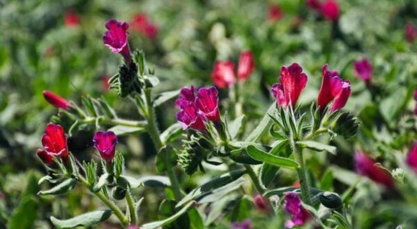 عکس بوته گل گاوزبان