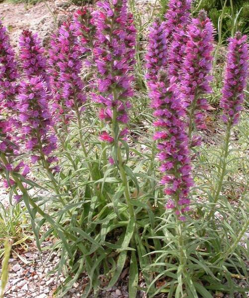 عکس بوته گل گاوزبان