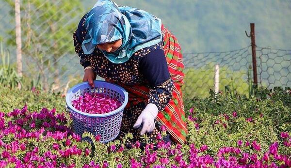 عکس بوته گل گاوزبان
