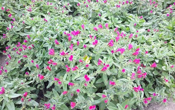 عکس بوته گل گاوزبان