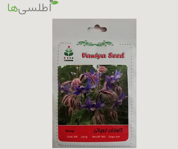 عکس بوته گل گاوزبان