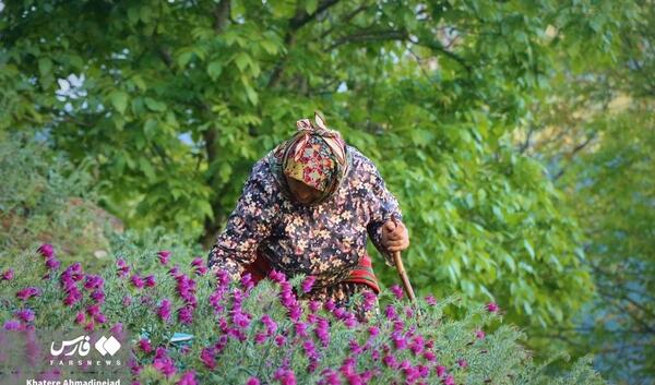 عکس بوته گل گاوزبان