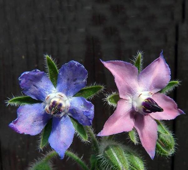 عکس بوته گل گاوزبان
