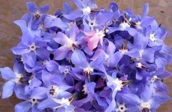 عکس بوته گل گاوزبان