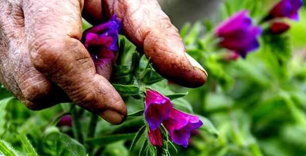 عکس بوته گل گاوزبان