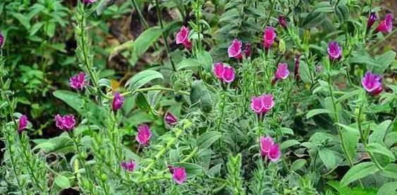 عکس بوته گل گاوزبان
