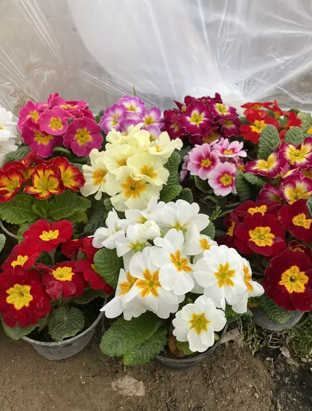 عکس گل پامچال وحشی