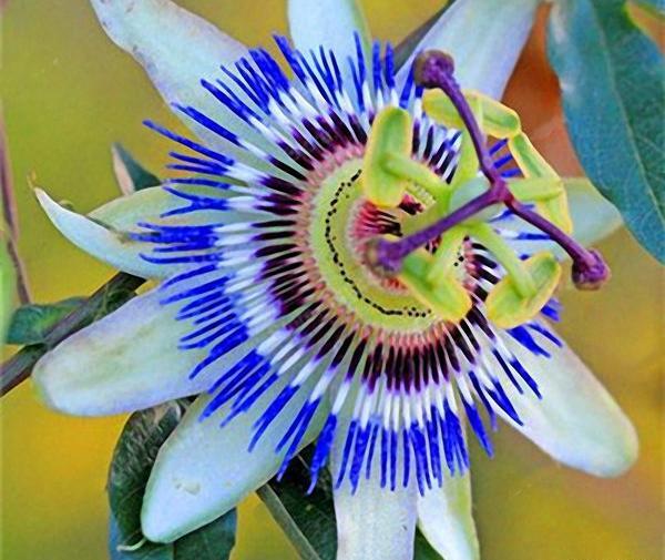 عکس درخت گل ساعتی