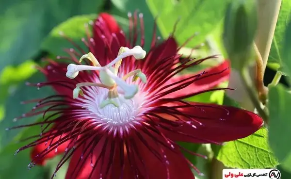 عکس درخت گل ساعتی