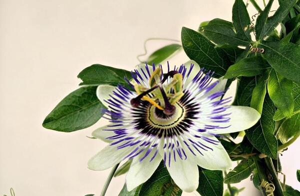 عکس درخت گل ساعتی