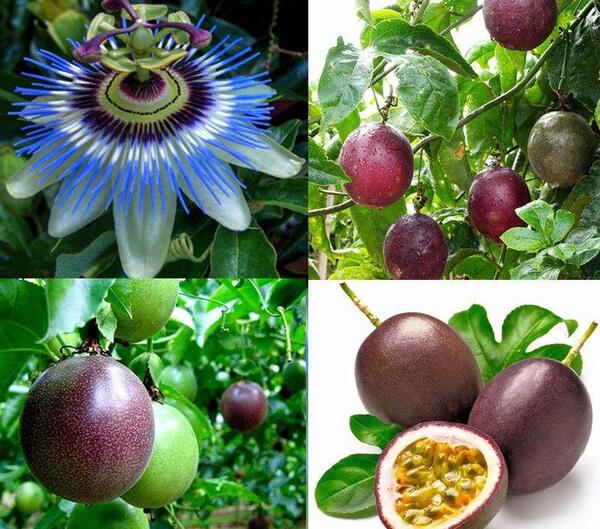 عکس درخت گل ساعتی