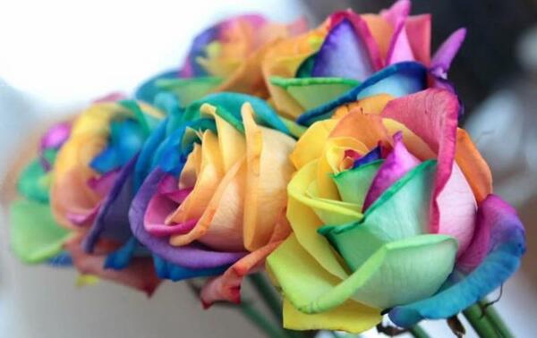 عکس گل هفت رنگ واقعی