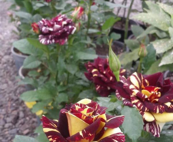 عکس گل هفت رنگ واقعی