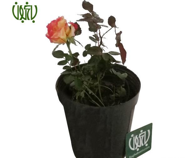 عکس گل هفت رنگ واقعی