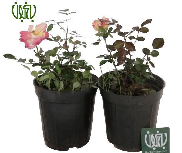 عکس گل هفت رنگ واقعی
