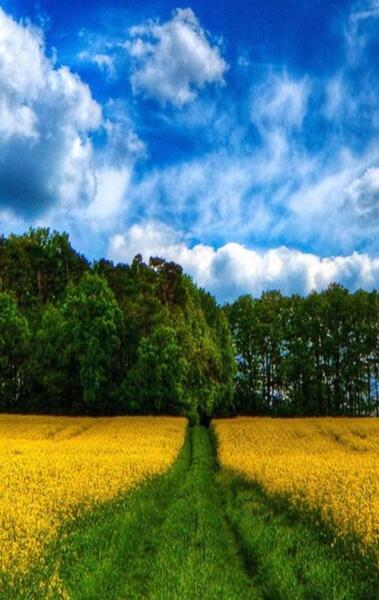 عکس فول اچ دی از طبیعت