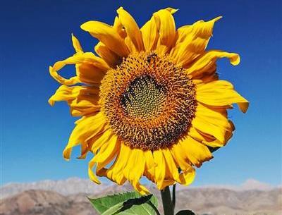 عکس فول اچ دی از طبیعت