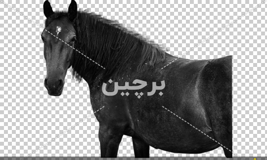 عکس اسب های سفید و سیاه