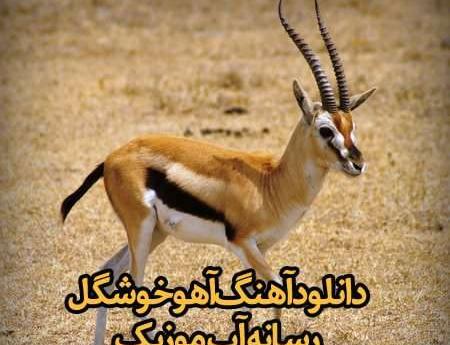 عکس آهو بسیار زیبا