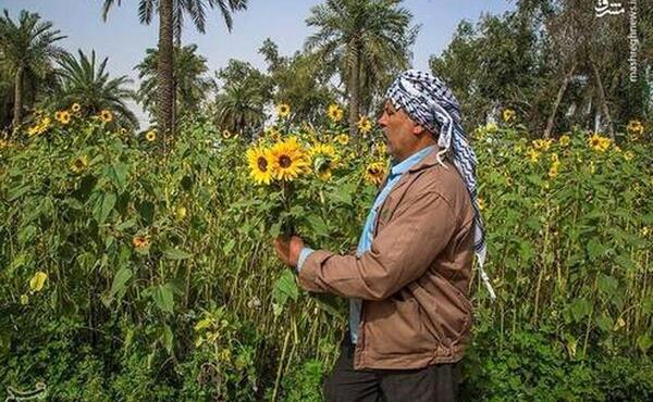 عکس گل آفتابگردان و آسمان
