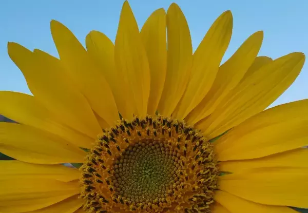 عکس گل آفتابگردان و آسمان