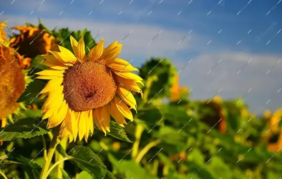 عکس گل آفتابگردان و آسمان