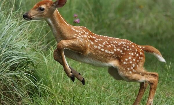 عکس بچه آهو خالدار