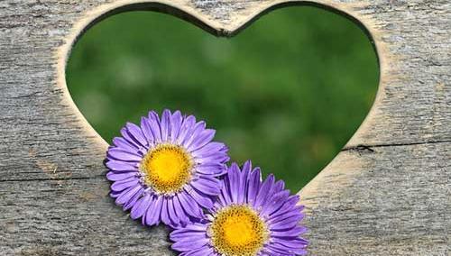 عکس گل فانتزی برای پروفایل
