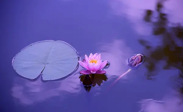 عکس گل فانتزی برای پروفایل