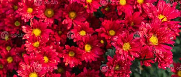 عکس گل داوودی قرمز