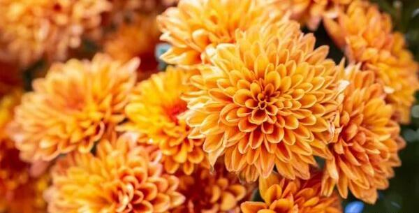 عکس گل داوودی قرمز