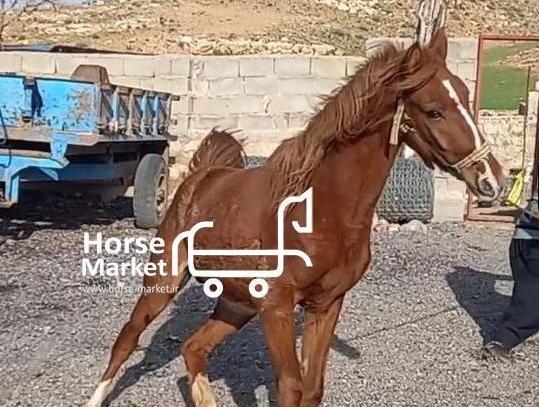 عکس اسب کره طوطی