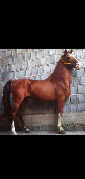 عکس اسب کره طوطی