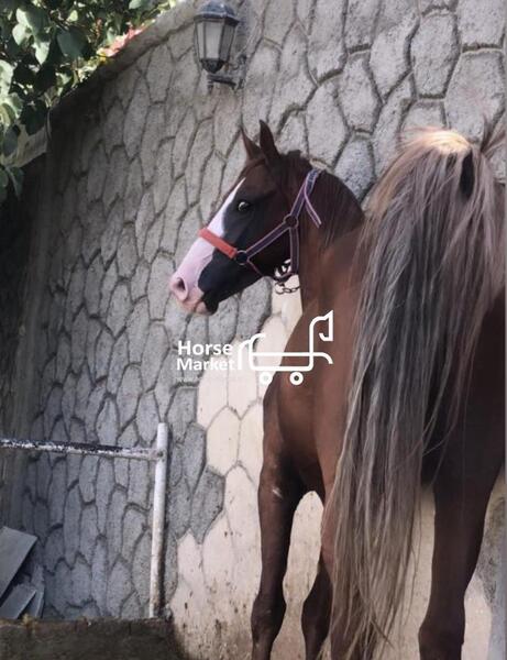 عکس اسب کره طوطی