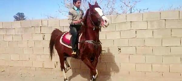 عکس اسب کره طوطی