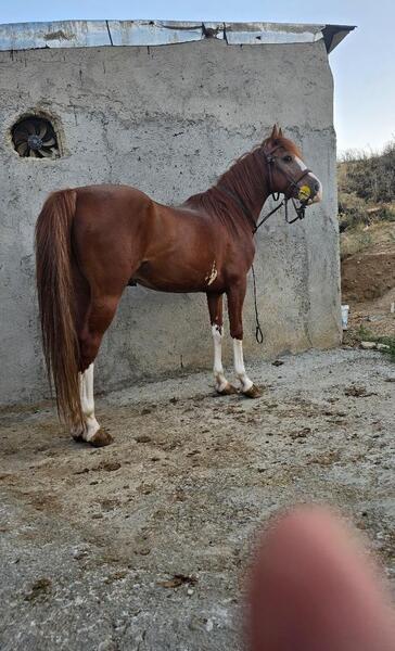 عکس اسب کره طوطی