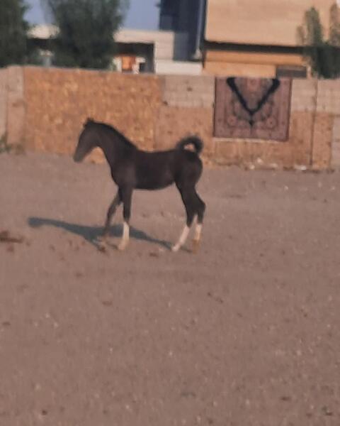 عکس اسب کره طوطی