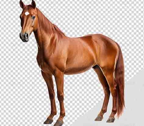 عکس اسب بزرگ قهوه ای