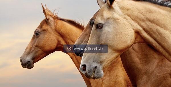 عکس اسب بزرگ قهوه ای