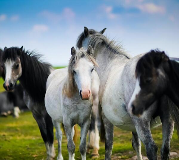 دانلود عکس اسب در طبیعت
