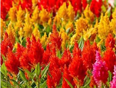 عکس های گل تاج خروس