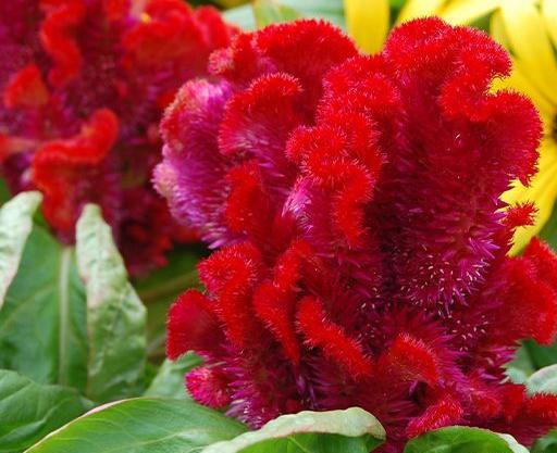 عکس های گل تاج خروس