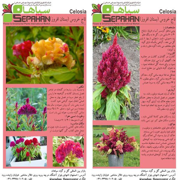 عکس های گل تاج خروس