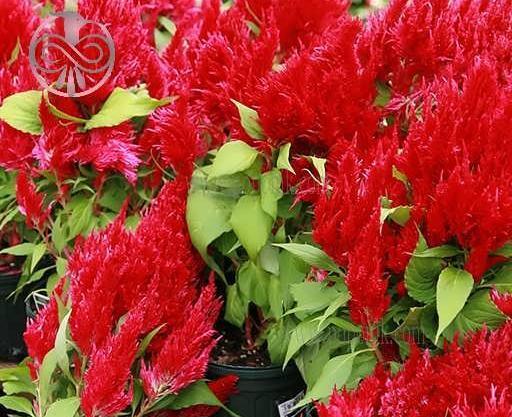 عکس های گل تاج خروس
