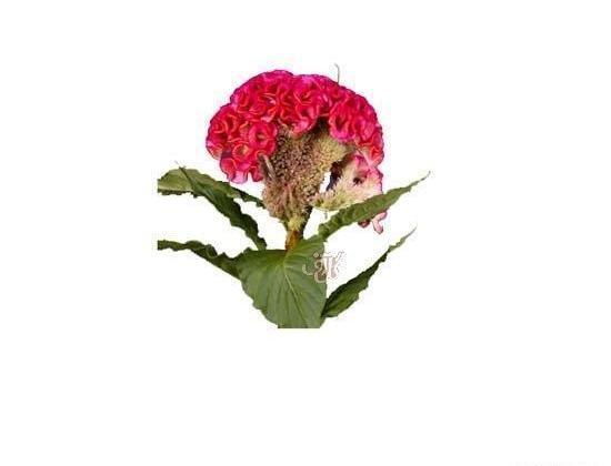 عکس های گل تاج خروس