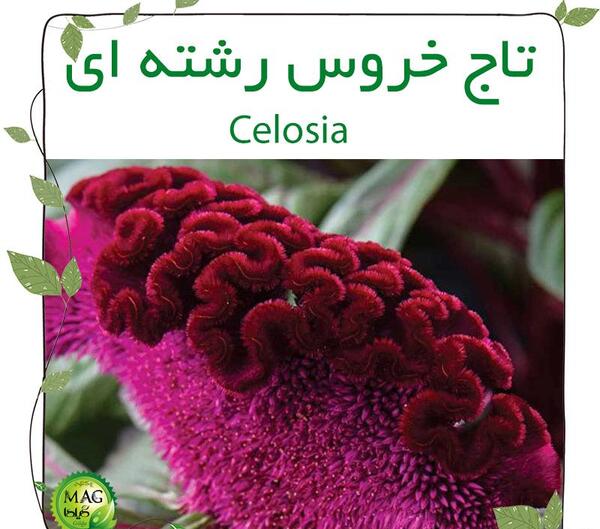 عکس های گل تاج خروس