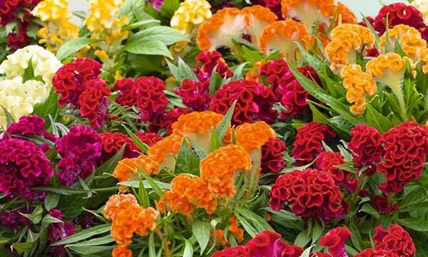 عکس های گل تاج خروس