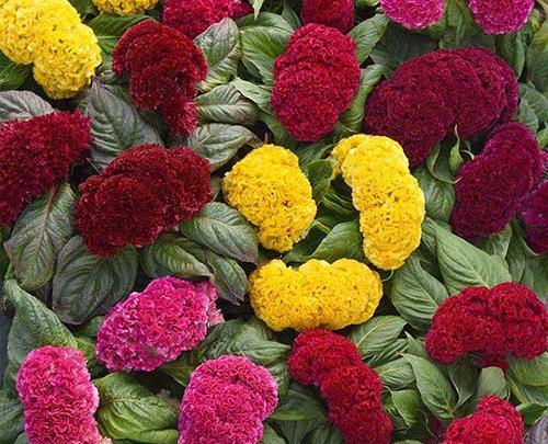 عکس های گل تاج خروس