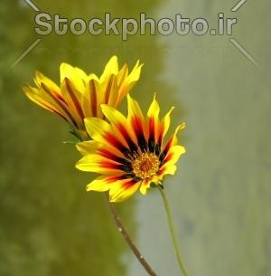 عکس از طبیعت گلها