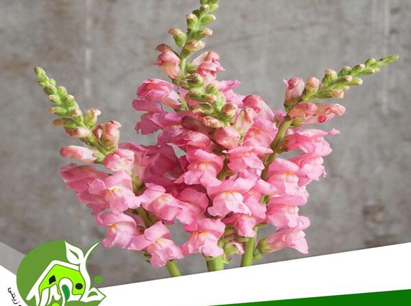 عکس بذر گل میمون